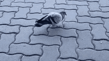pigeon gif